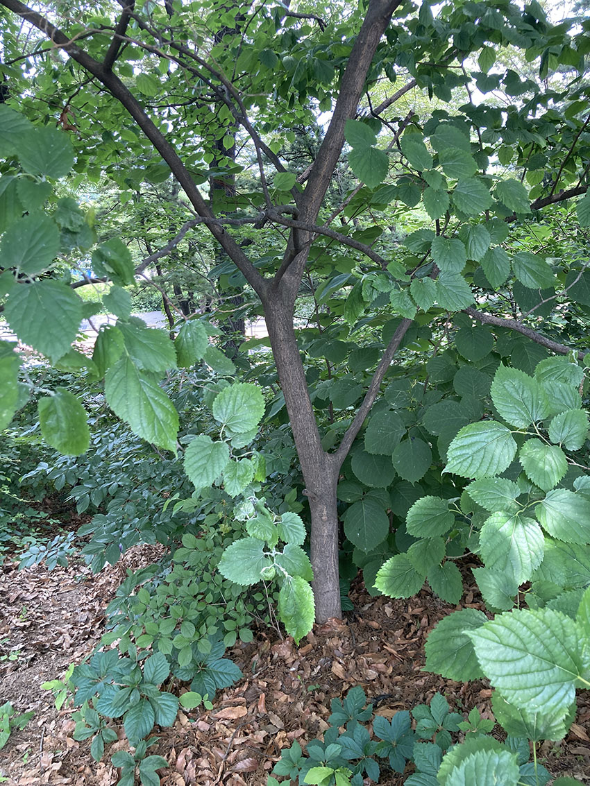 산뽕나무