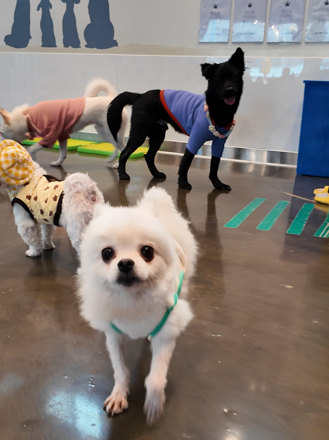 강동구 &amp;#39;우리동네 펫위탁소&amp;#39; 운영 내용 &amp; 신청 방법! [반려견 반려묘 돌봄 둔촌 상일쓰담쓰담 동물병원]