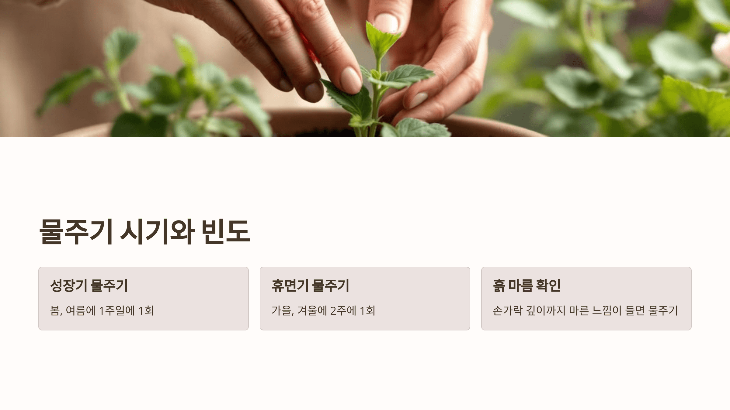 제라늄과 관련된 사진입니다.