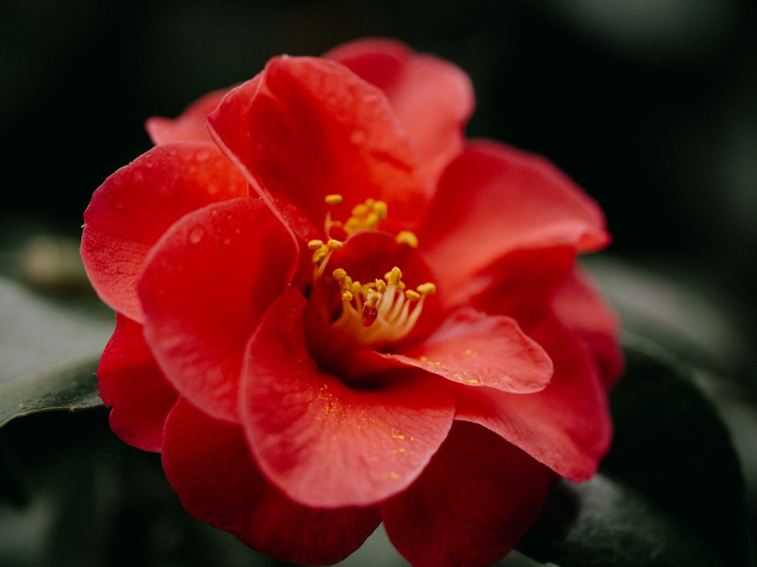 Camellia