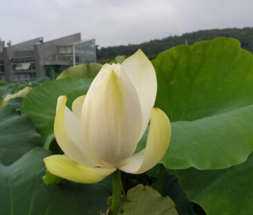 무안 연꽃축제 2026