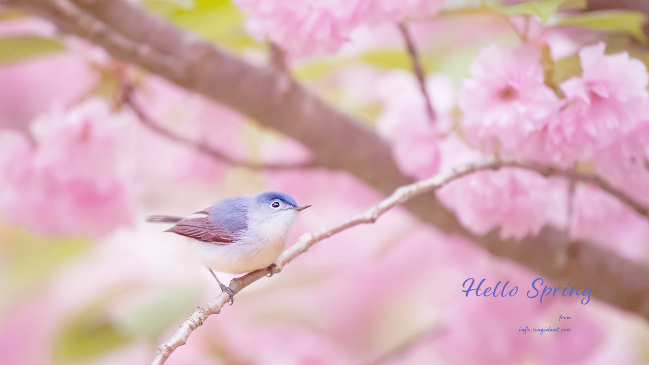 02 작은 새와 분홍색 꽃 C - Hello Spring 봄배경화면
