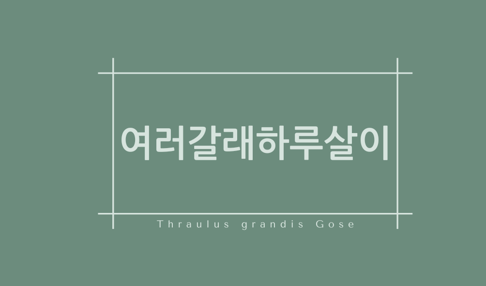 여러갈래하루살이(Thraulus grandis Gose)