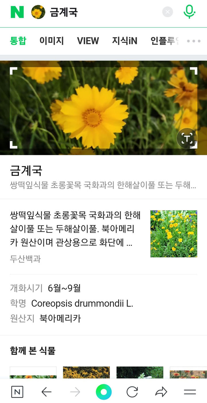 꽃이름검색-금계국