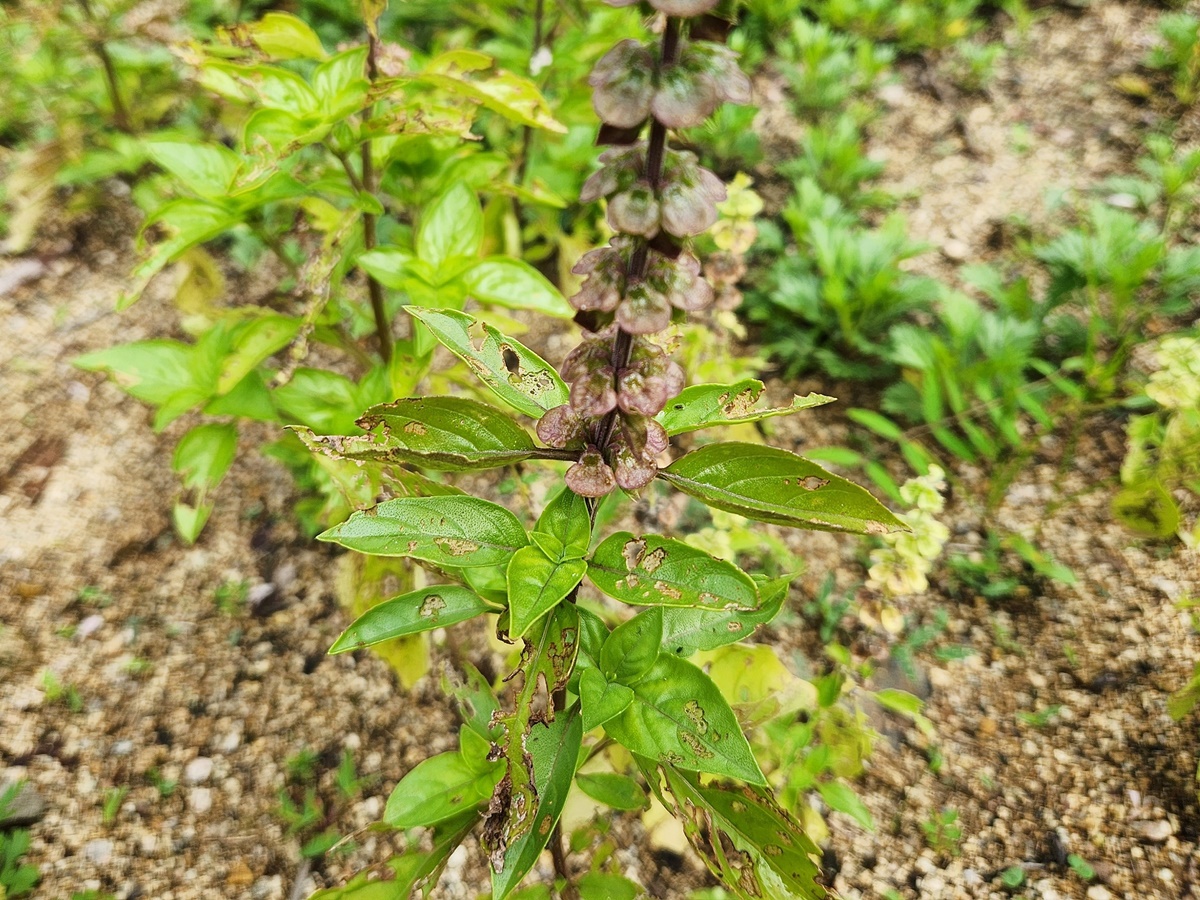 오팔바질