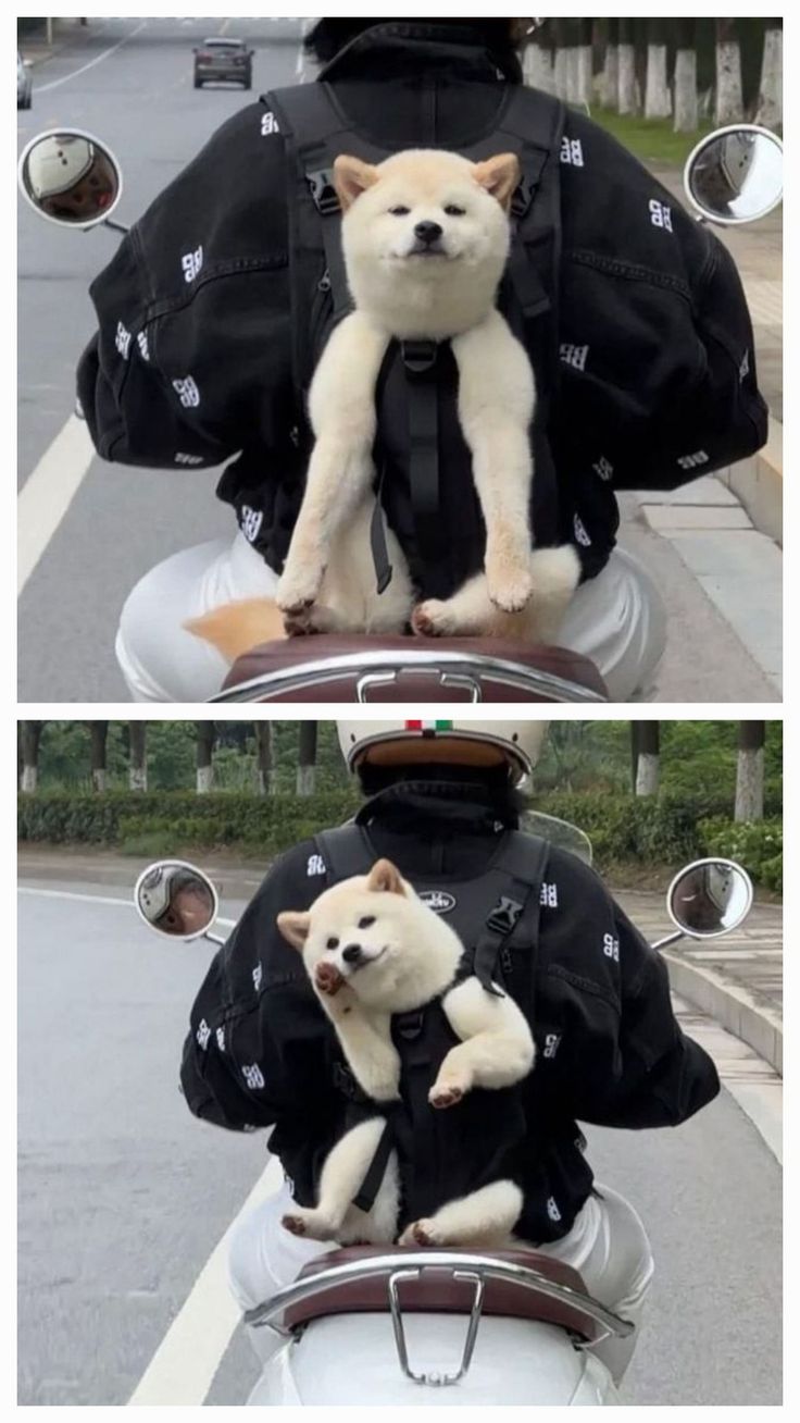 반려동물과 이사하는 법