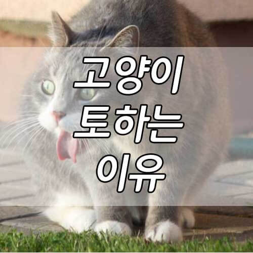 고양이 토하는 이유, 고양이 구토 색깔별 원인
