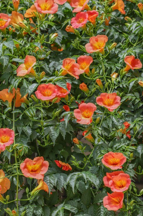 2025 비체올린 능소화축제 ! 제주 여름 꽃 & 능소화 축제: 주홍 빛 꽃비 속에서 만나는 감성 여행!