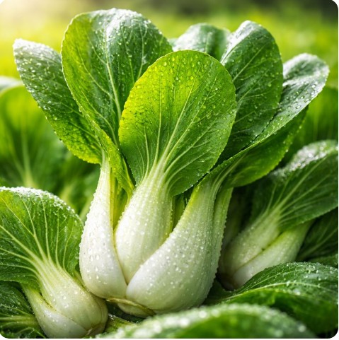 6시내고향 용인 청경채