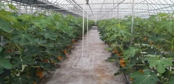 무화과 재배 가지 전정 하우스 보온 수확 연장_4