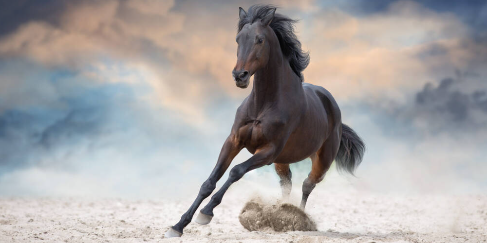 사생격 사주 인신사해 도요토미 히데요시