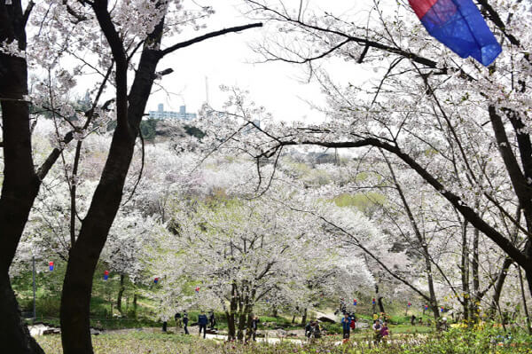 서대문 안산 벚꽃나무