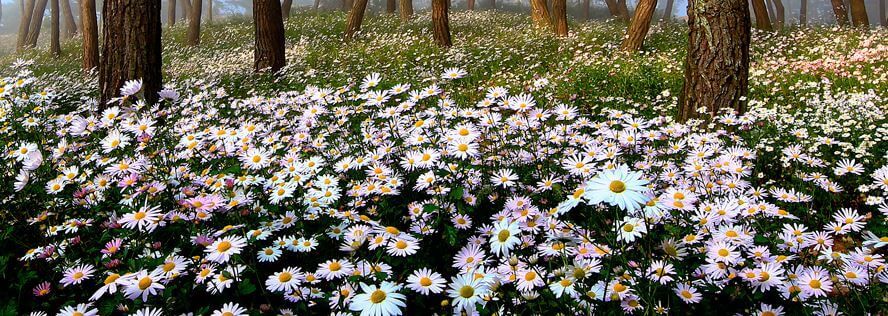 정읍구절초축제
