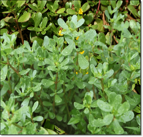 알티지 오메가 3 음식 쇠비름