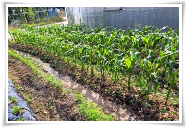 텃밭 "6월에 심기 좋은 작물" 지금 심으면 쑥쑥 자라는 여름 작물 추천!