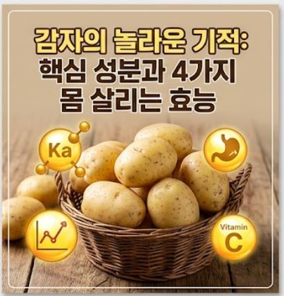 감자 효능