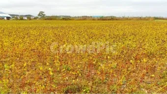 율무 재배 배수로 확보 여름 장마 대비 건조 수확_12