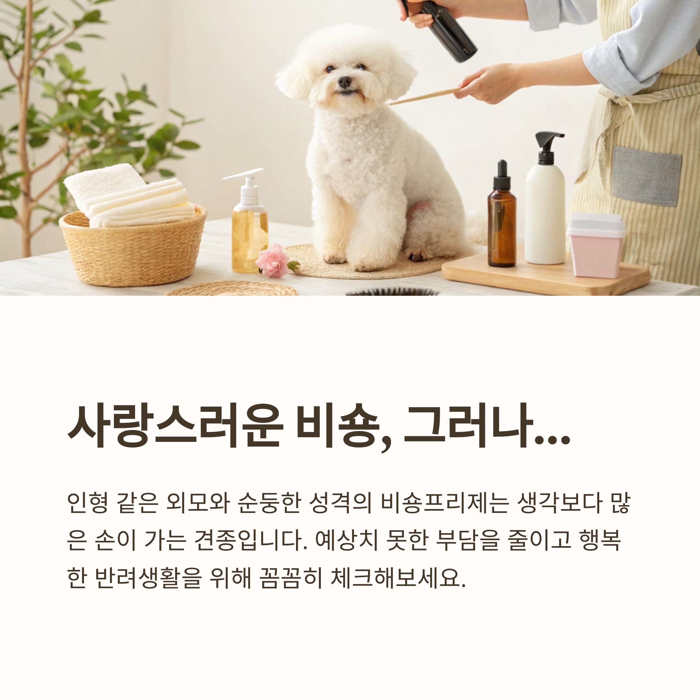 사랑스러운 비숑