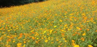 웨이뷰 코스모스 축제