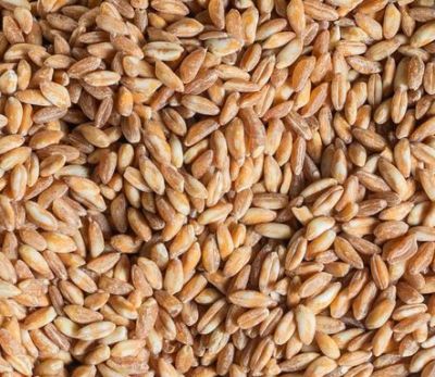 파로(farro) 곡물