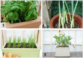 봄 텃밭 준비 토양 갈기 석회 퇴비 잡초 씨 제거_14