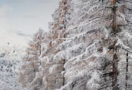  자동차-채권-환급금-조회