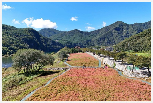 영월동강메밀꽃축제 행사