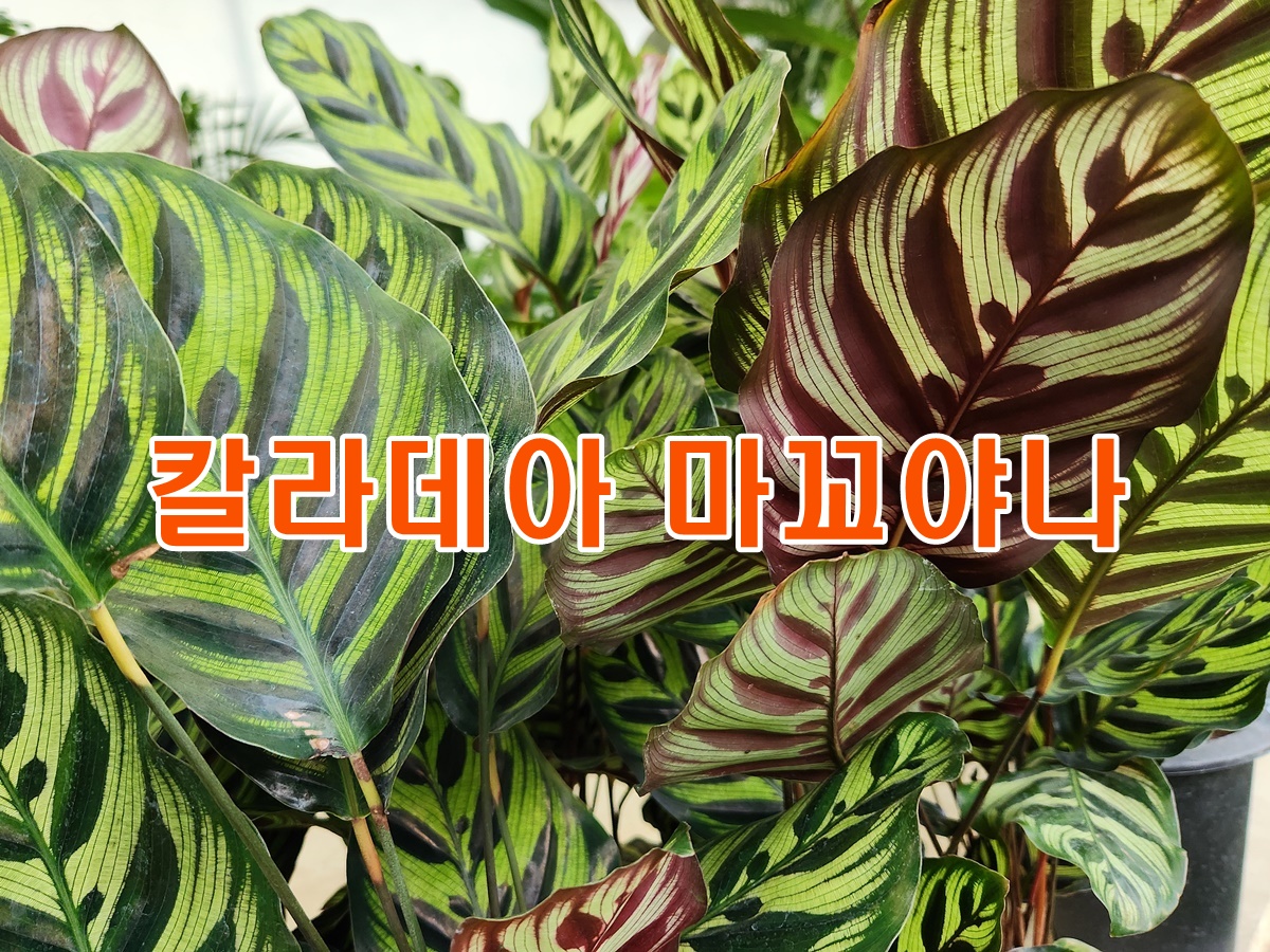 칼라데아_마꼬야나