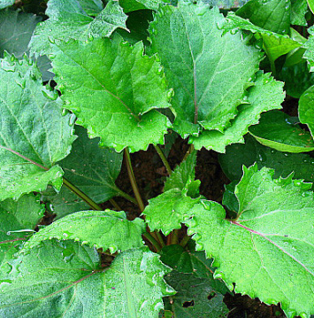 취나물 효능 부작용 칼로리 고르는법