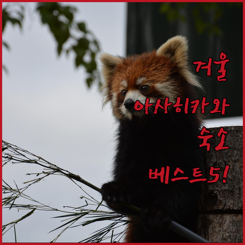 겨울 아사히카와 자유여행 숙소 베스트..