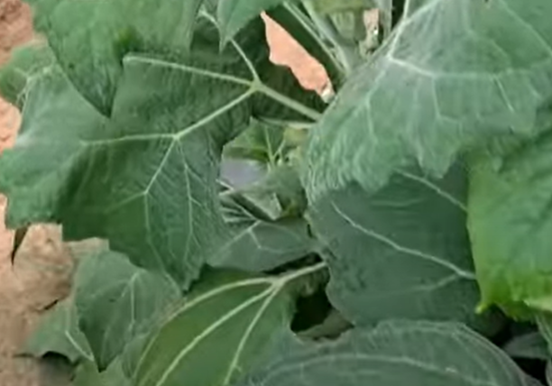 4. 무쳐 먹기(야콘 잎)1