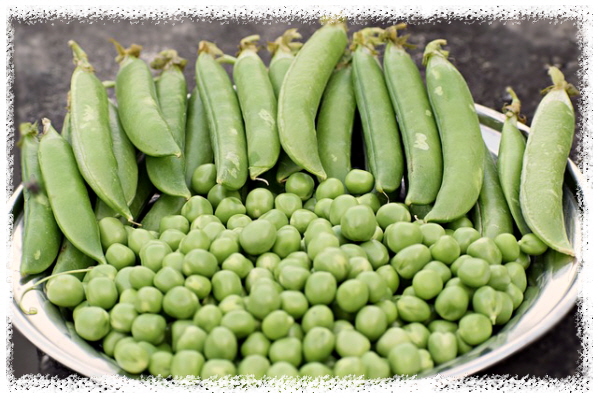 완두콩-효능-깐모양