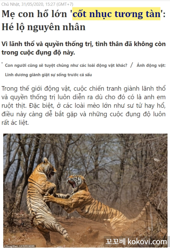 "꼿 뉵 뜨엉 딴"을 인용한 기사 캡처