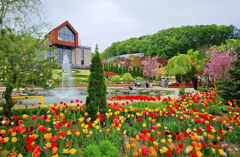 용인 자작나무숲