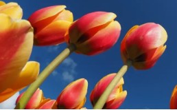 태안 튤립 축제(2025) 일정 맛집 추천관광지 관련 사진