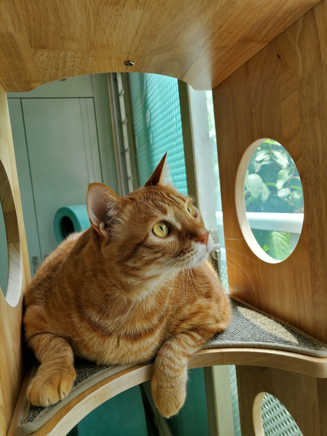 가또블랑코 캣타워 리뷰2