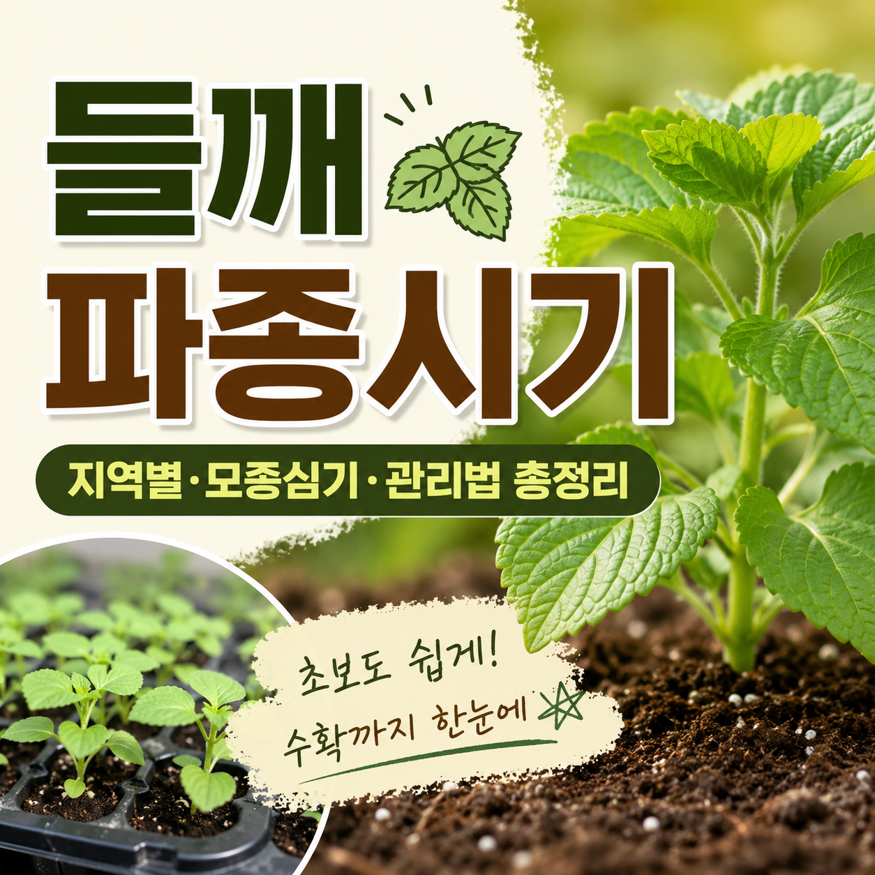 들깨 파종시기