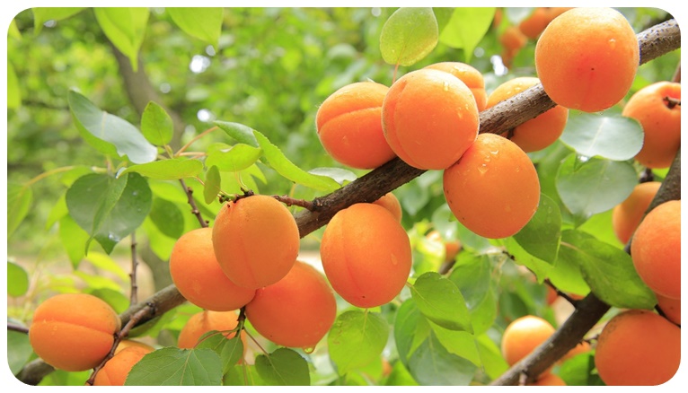 살구의 영양 성분