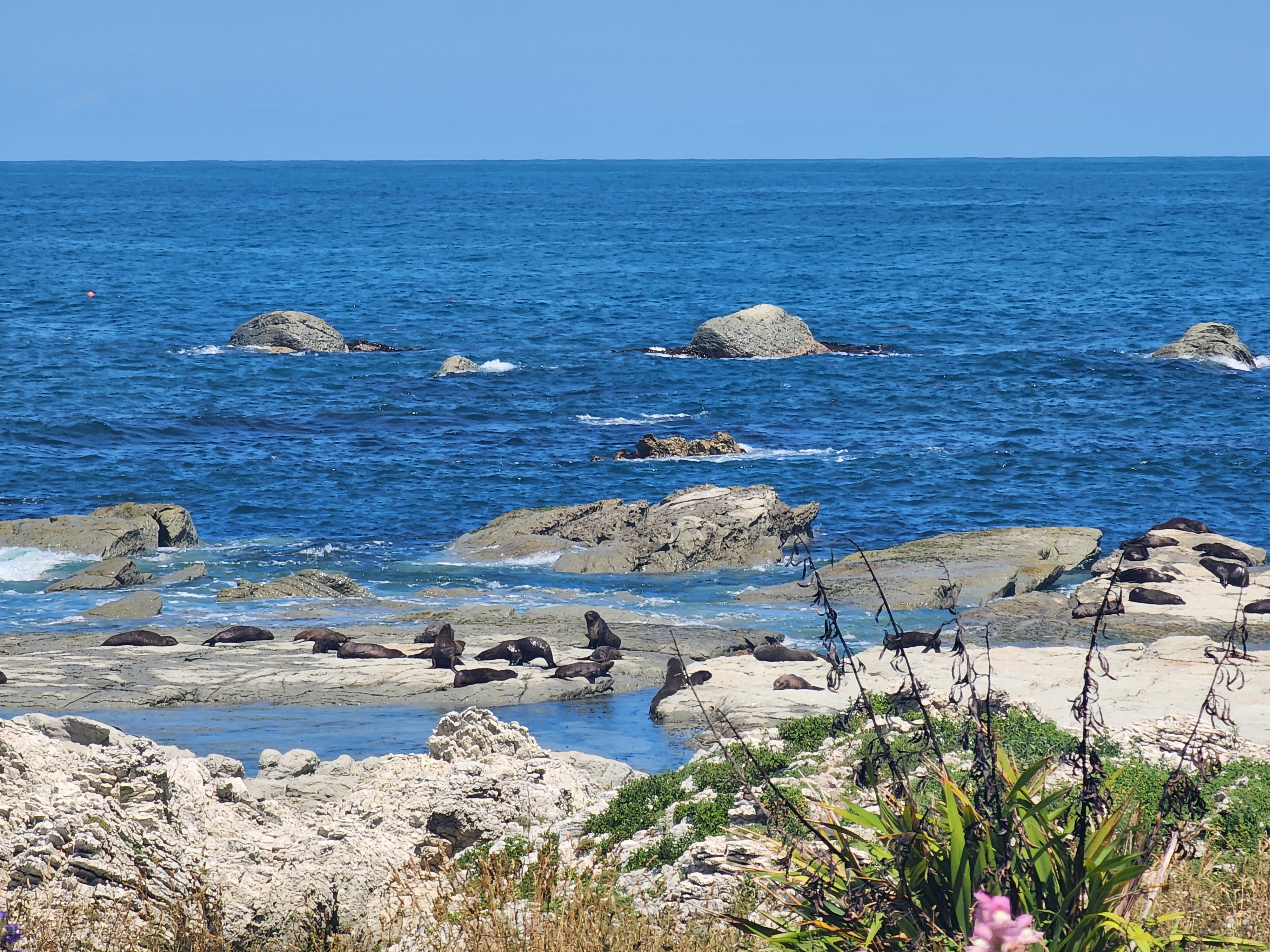 Kaikoura Peninsula Walkway