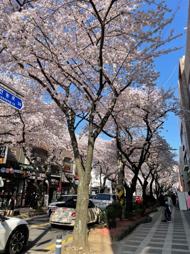 제주 전농로를 따라 펼쳐진 벚꽃 터널이 아름다운 봄날의 풍경을 만들어내며, 길을 따라 걷는 사람들에게 환상적인 벚꽃 구경을 선사하는 모습