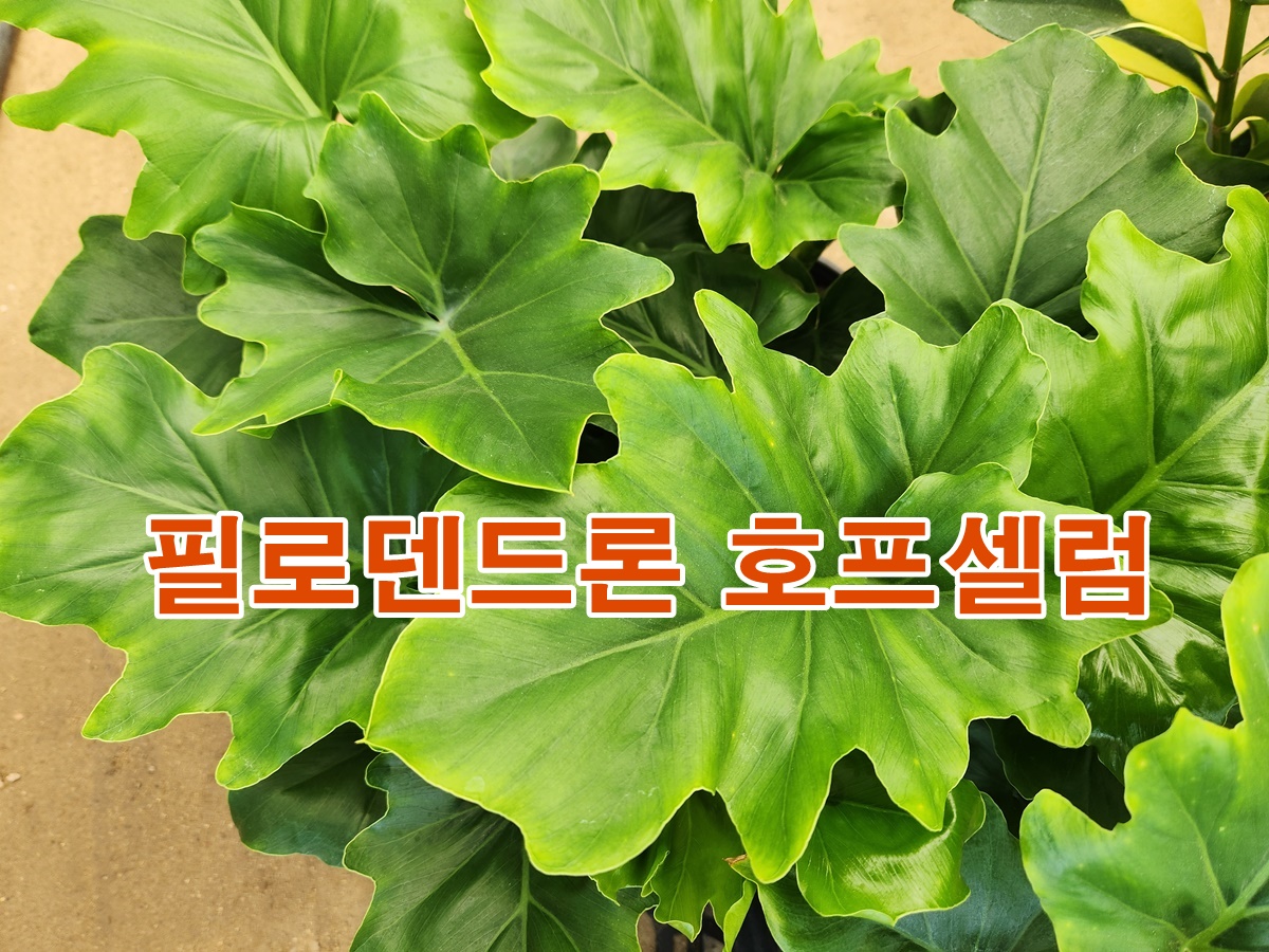 필로덴드론 호프셀럼