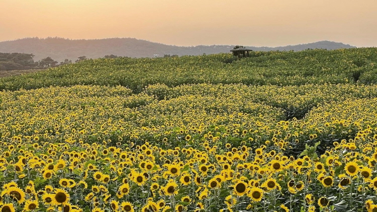 보리나라 학원농장