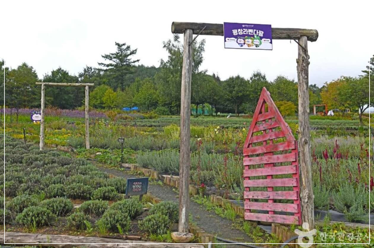 평창 가볼만한곳 베스트10 평창 라벤다팜