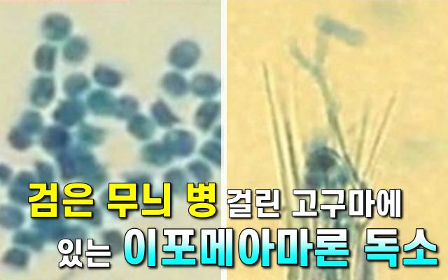 상한 고구마 구별,고구마 검은반점