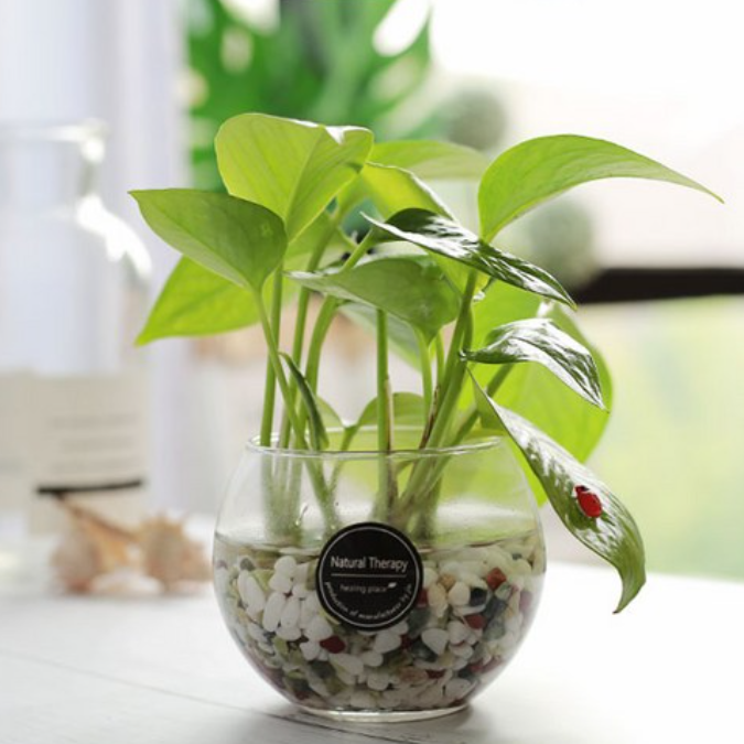 욕실 공기 정화 끝판왕! 키우기 쉬운 수경식물 BEST 8 공개!