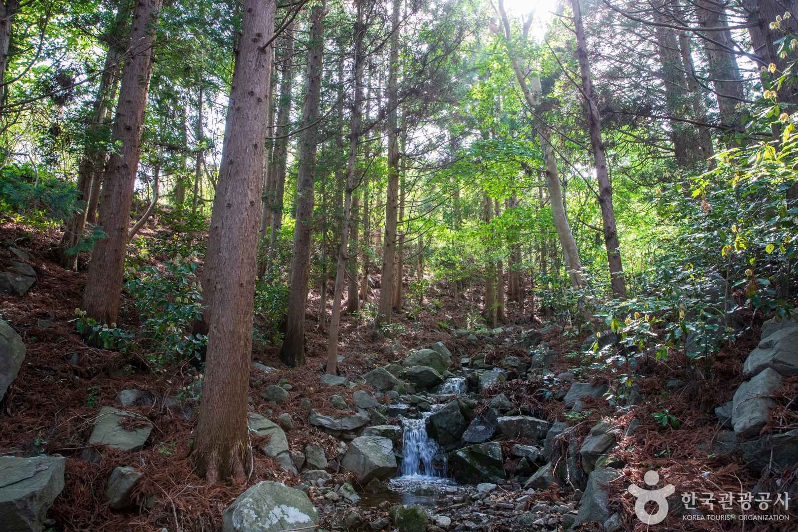 고흥 외나로도 편백숲