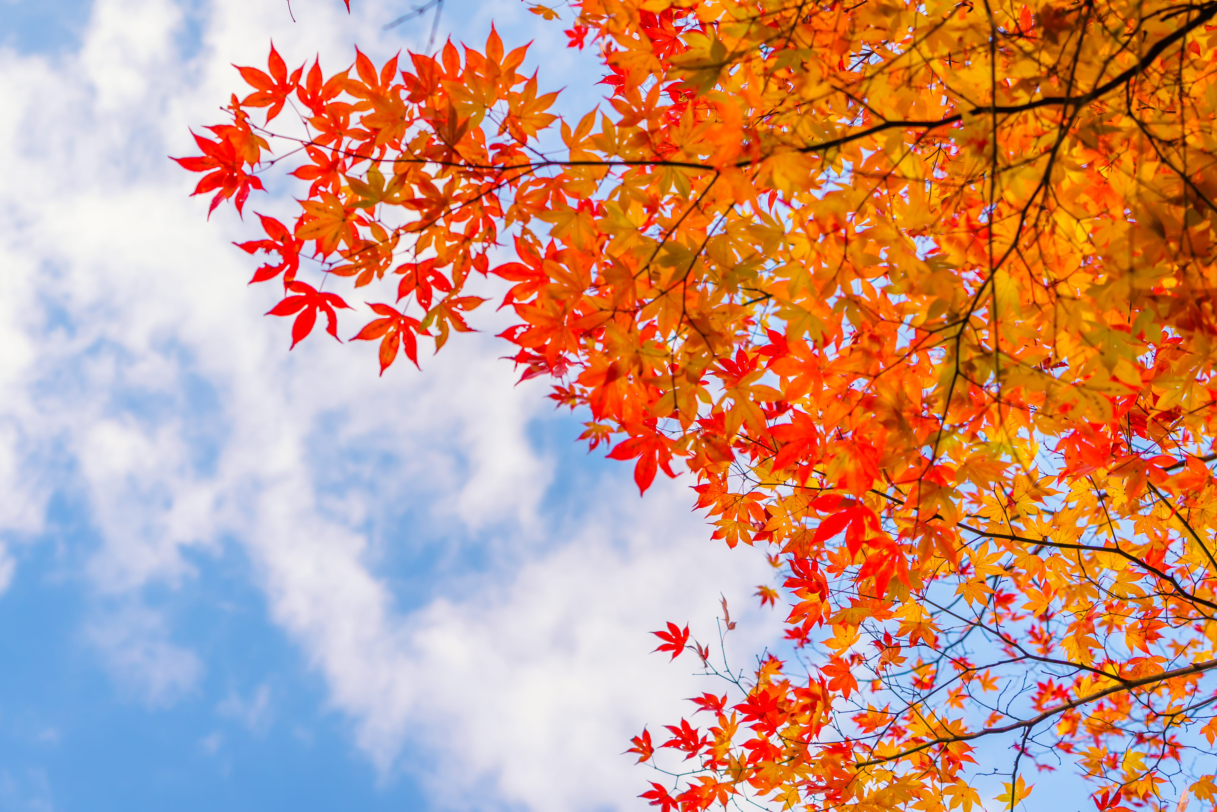 가을 단풍 시즌 화담숲 예약하기