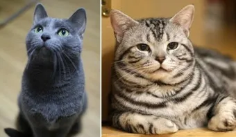 아메리칸숏헤어 고양이 유전병 털빠짐 가격 특징_8