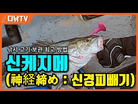 낚시 잡은 고기 보관법 아이스박스 얼음 해수 관리 요령_6