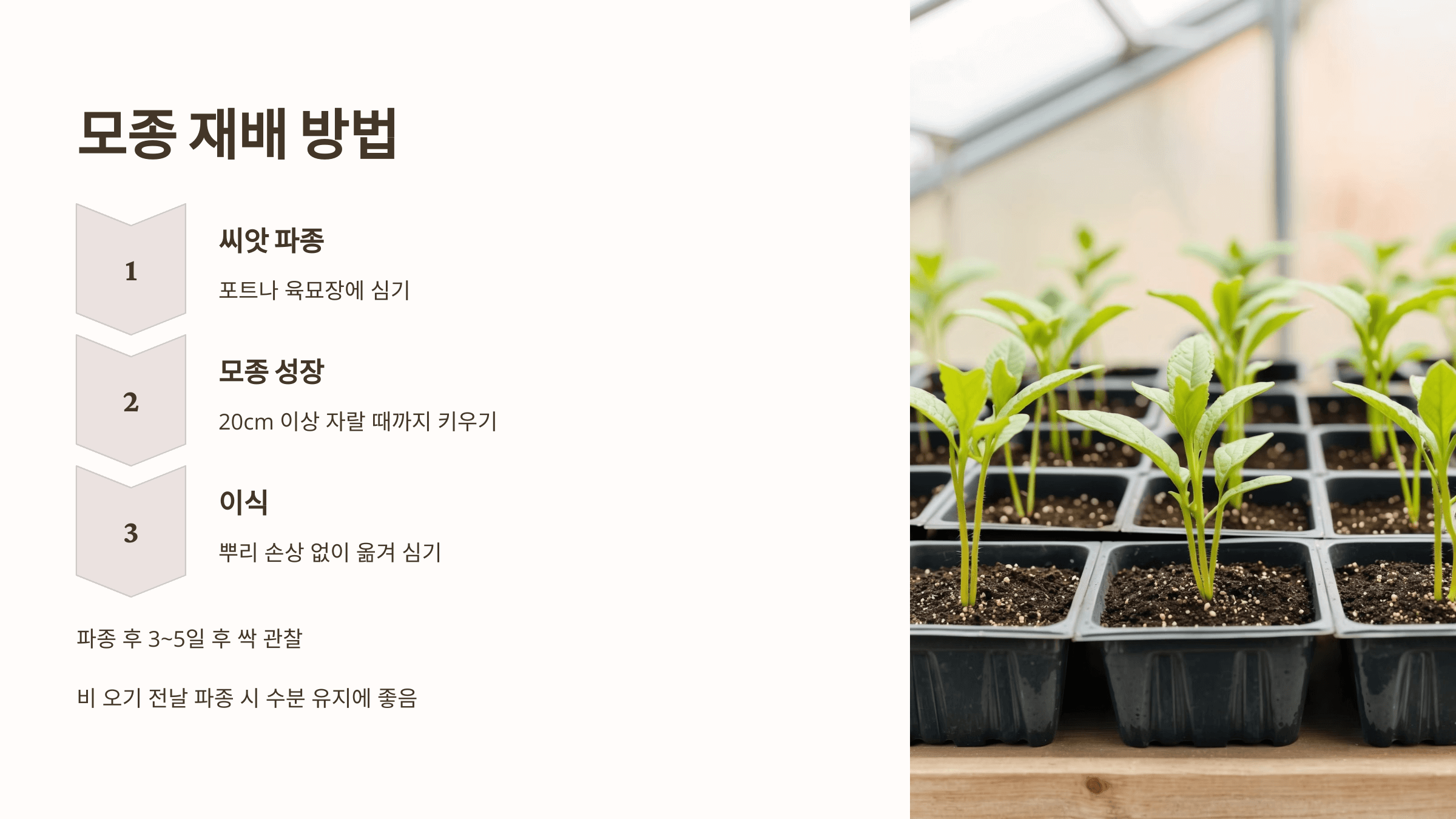 들깨 사진입니다.